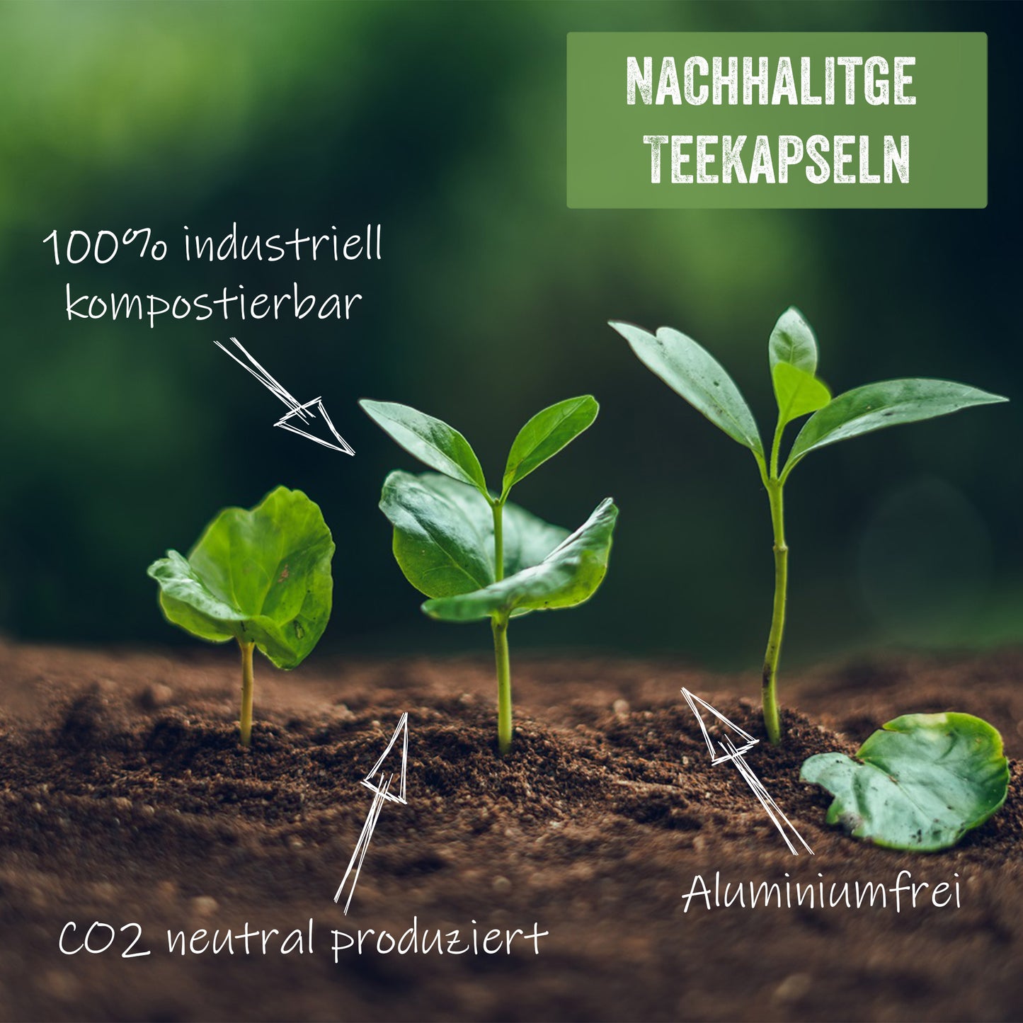 Martello Tee WALDBEERE Kapseln