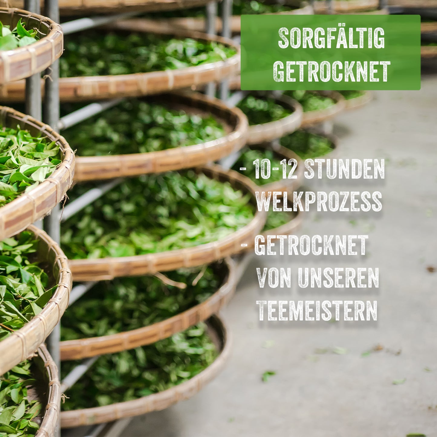Martello Tee WALDBEERE Kapseln